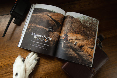 Project Upland Magazine - "A Young Setter Romance" Story Feature