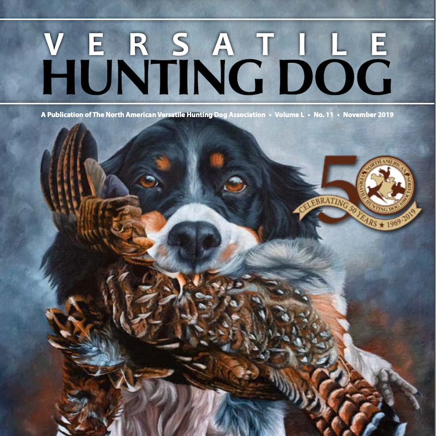 Versatile Hunting Dog - 50th Anniversary Cover Feature – Amanda Ballengee